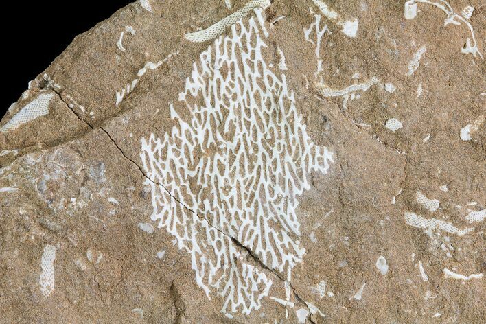 Ordovician Bryozoans (Chasmatopora) Plate - Estonia #73473